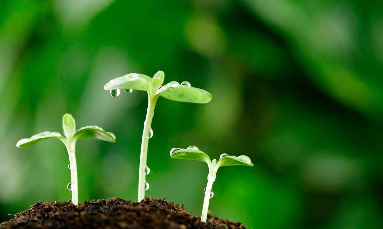 Hai chiếc huy chương (Bài đọc hiểu tiếng Việt lớp 4 - đề số 5)